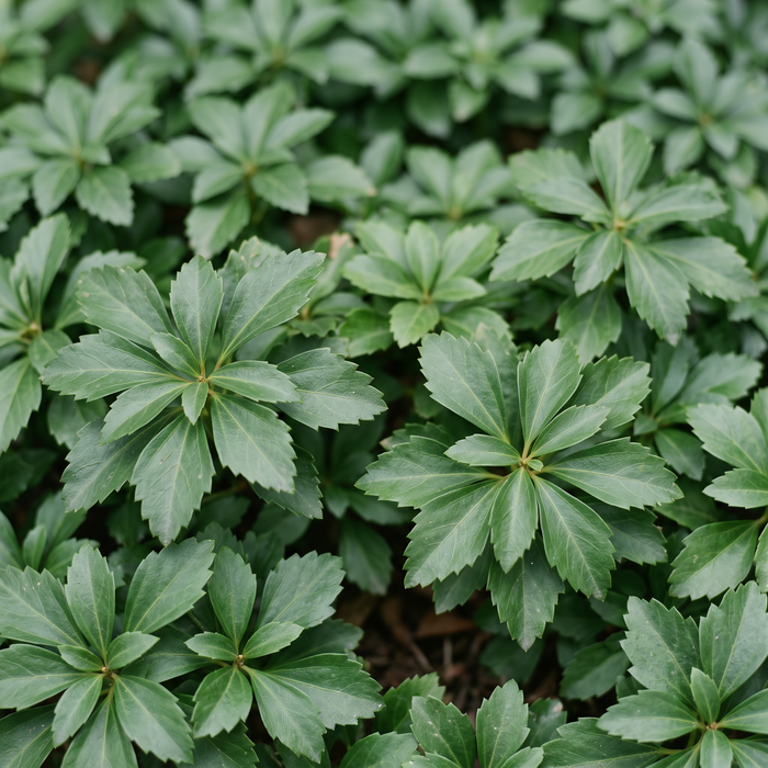 Zbliżenie na runiankę japońską (Pachysandra terminalis): romboidalne liście w rozetach – przykładowa ilustracja wygenerowana przez AI