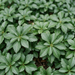 Zbliżenie na runiankę japońską (Pachysandra terminalis): romboidalne liście w rozetach – przykładowa ilustracja wygenerowana przez AI