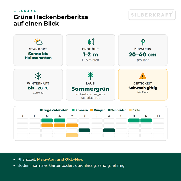 Profil Berberys Thunberga: stanowisko słoneczne do półcienistego, wysokość docelowa 1–2 m, przyrost 20–40 cm rocznie, mrozoodporność do −28 °C – z kalendarzem pielęgnacji