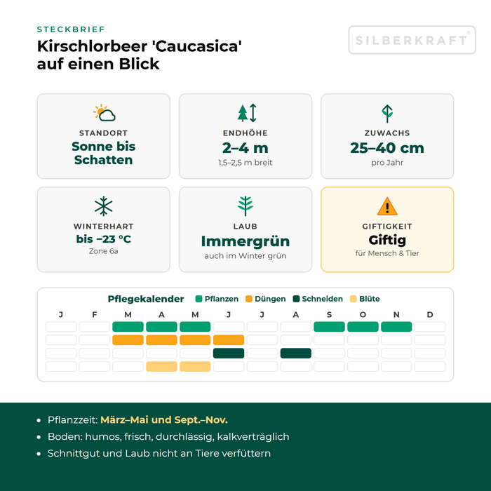 Charakterystyka laurowiśni wschodniej 'Caucasica': stanowisko od słonecznego do cienistego, wysokość docelowa 2–4 m, przyrost 25–40 cm rocznie, mrozoodporność do −23 °C – z kalendarzem pielęgnacji