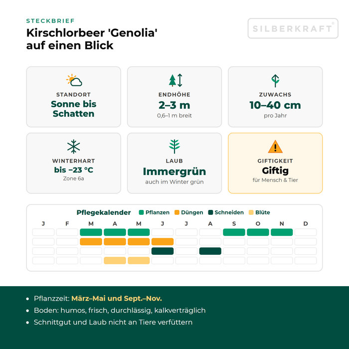 Profil laurowiśni wschodniej 'Genolia': stanowisko od słonecznego do cienistego, wysokość końcowa 2–3 m, przyrost 10–40 cm rocznie, mrozoodporność do −23 °C – z kalendarzem pielęgnacji