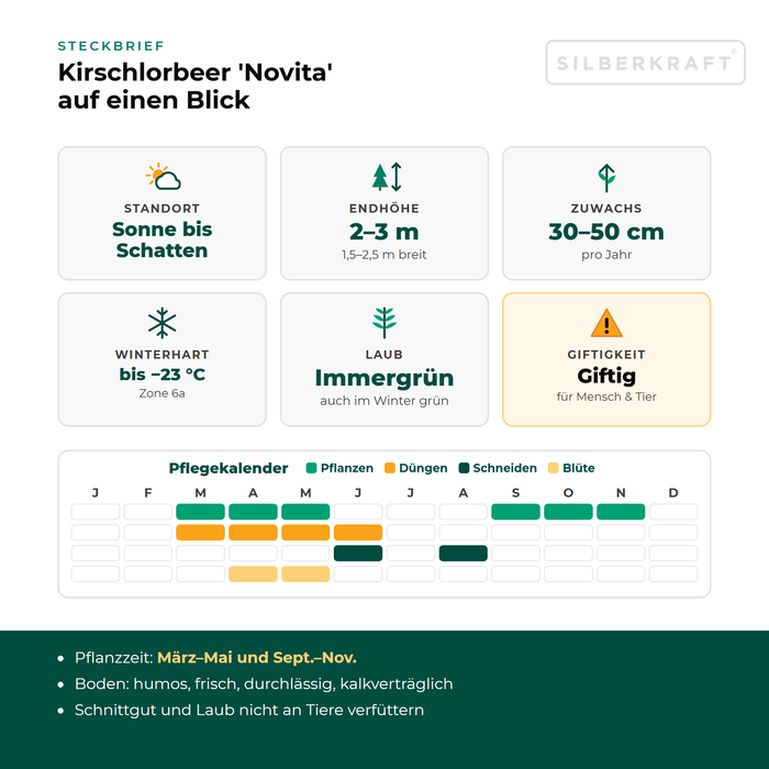 Profil laurowiśni wschodniej 'Novita': stanowisko od słonecznego do cienistego, wysokość końcowa 2–3 m, przyrost 30–50 cm rocznie, mrozoodporność do −23 °C – z kalendarzem pielęgnacji
