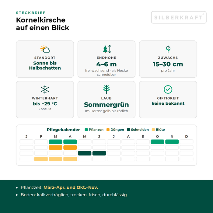 Karta informacyjna dereń jadalny: stanowisko słoneczne do półcienistego, wysokość końcowa 4–6 m, przyrost 15–30 cm rocznie, mrozoodporność do −29 °C – z kalendarzem pielęgnacji