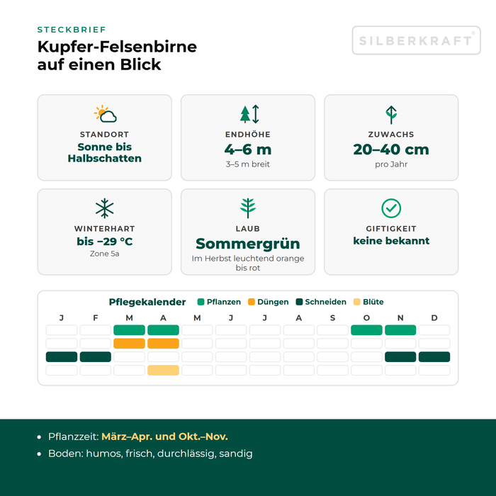 Charakterystyka świdośliwy lamarckiej: stanowisko słoneczne do półcienistego, wysokość docelowa 4–6 m, przyrost 20–40 cm rocznie, mrozoodporność do −29 °C – z kalendarzem pielęgnacji