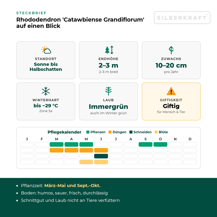 Karta informacyjna różanecznika Rhododendron 'Catawbiense Grandiflorum': stanowisko słoneczne do półcienistego, wysokość docelowa 2–3 m, przyrost 10–20 cm rocznie, mrozoodporność do −29 °C – z kalendarzem pielęgnacji