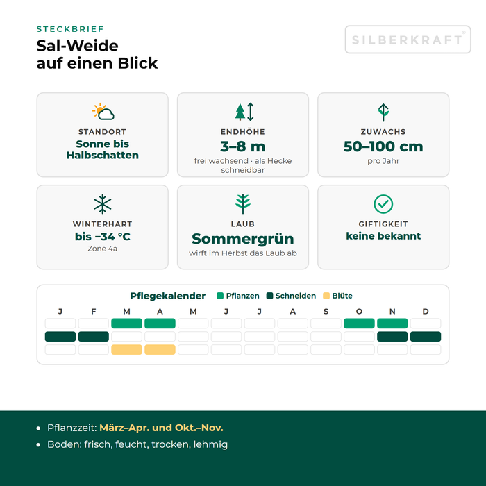 Profil wierzby iwy: stanowisko słoneczne do półcienistego, wysokość końcowa 3–8 m, przyrost 50–100 cm rocznie, mrozoodporność do −34 °C – z kalendarzem pielęgnacji