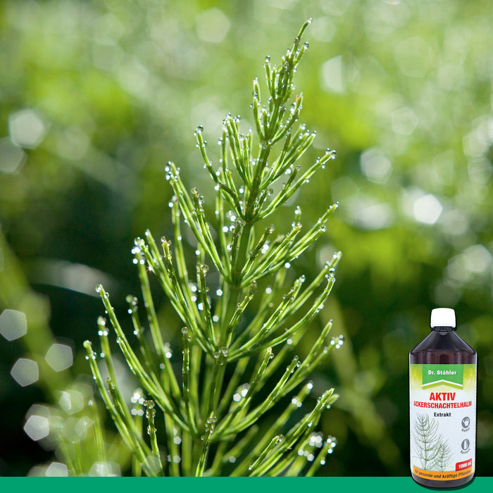 Aktiv Ackerschachtelhalm Extrakt: Effektives Pflanzenstärkungsmittel für robustes Wachstum - Silberkraft
