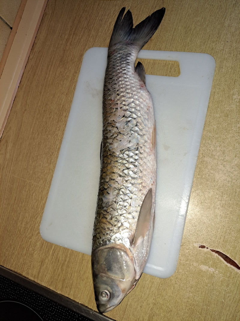 Karp trawiasty — Bild 1