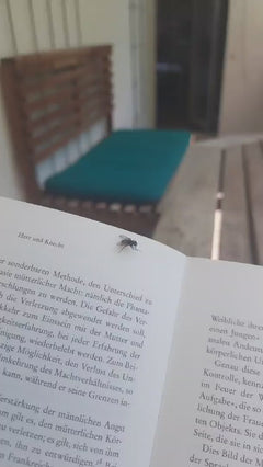 Duża mucha domowa