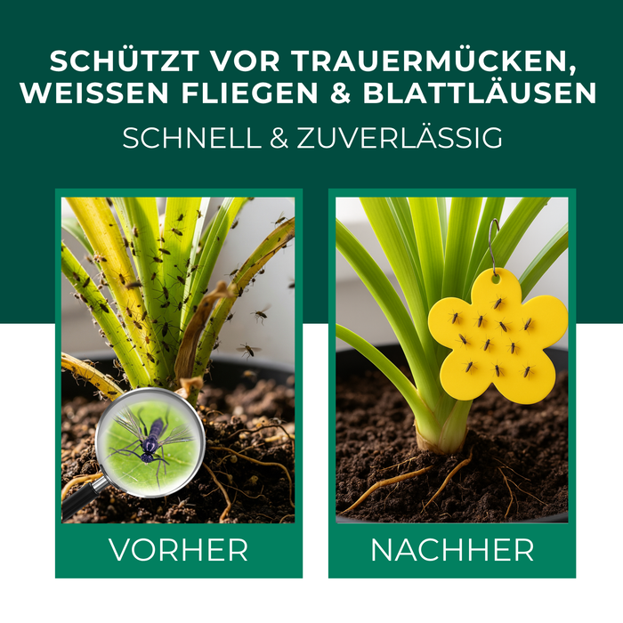 Gelbfalle Gelbtafeln Gelbsticker 12 Stück gegen Fruchtfliegen, Trauermücken, uvm. - Silberkraft