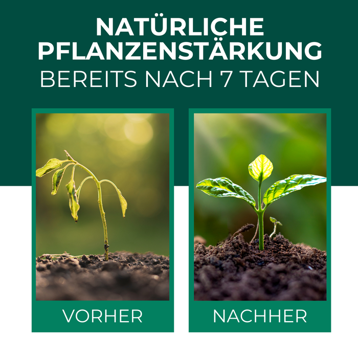 Neemöl mit Emulgator – Pflegendes Neemöl-Konzentrat für Deine Pflanzen - Silberkraft