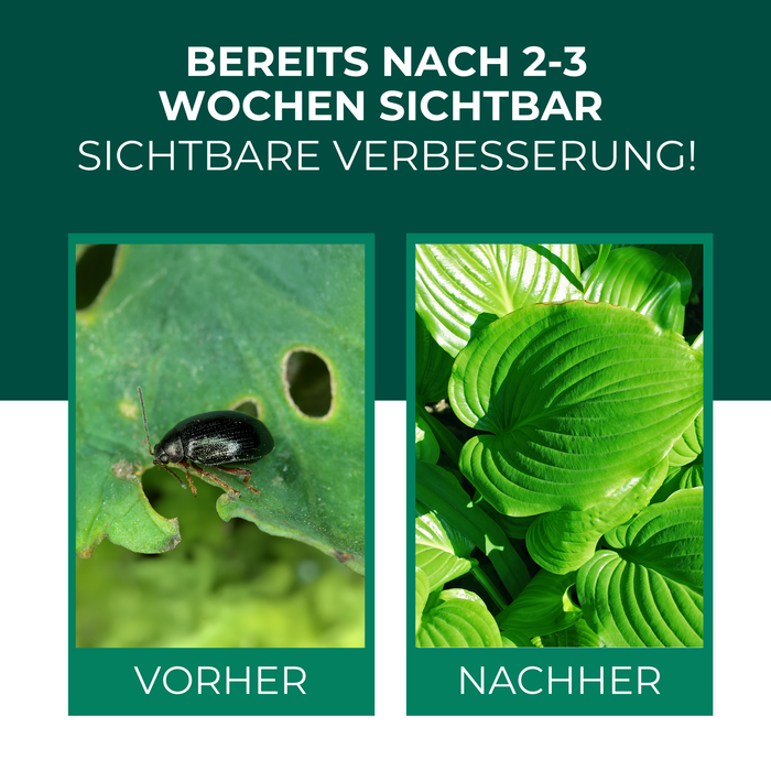 SF Nematoden gegen Erdflöhe - Silberkraft