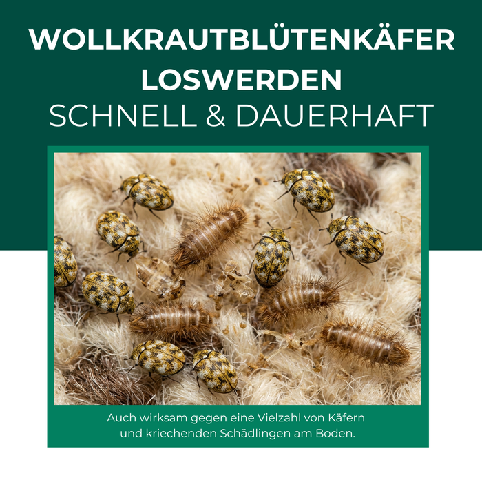 Wollkrautblütenkäferfalle mit Spezial-Lockstoff - Silberkraft