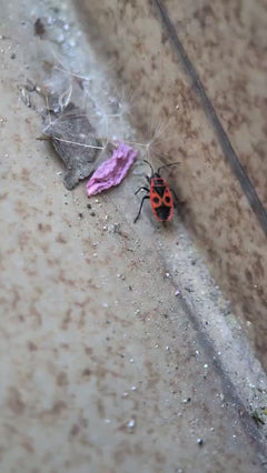 Firebug – Oberursel (Taunus), Hesja