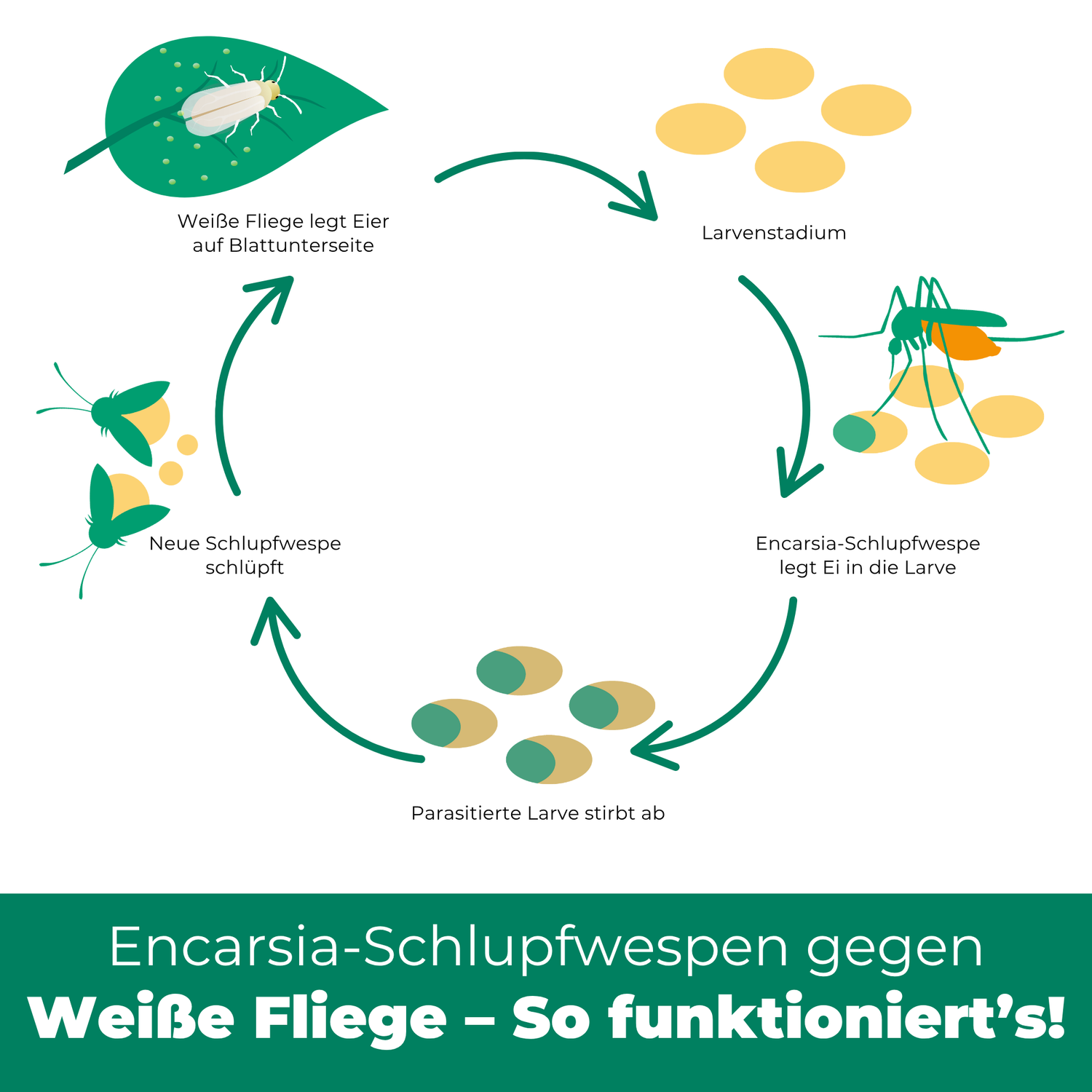 Kreislaufbild mit einer weißen Fliege auf einem Blatt, einer Schlupfwespe auf Eiern und befallenen Eiern der Weißen Fliege.