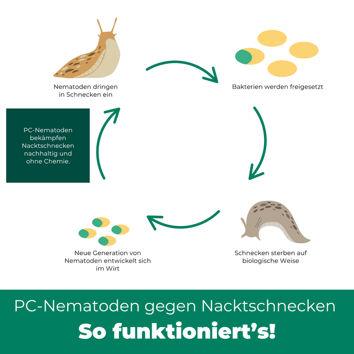 Nicienie PC przeciwko ślimakom nagie - Silberkraft