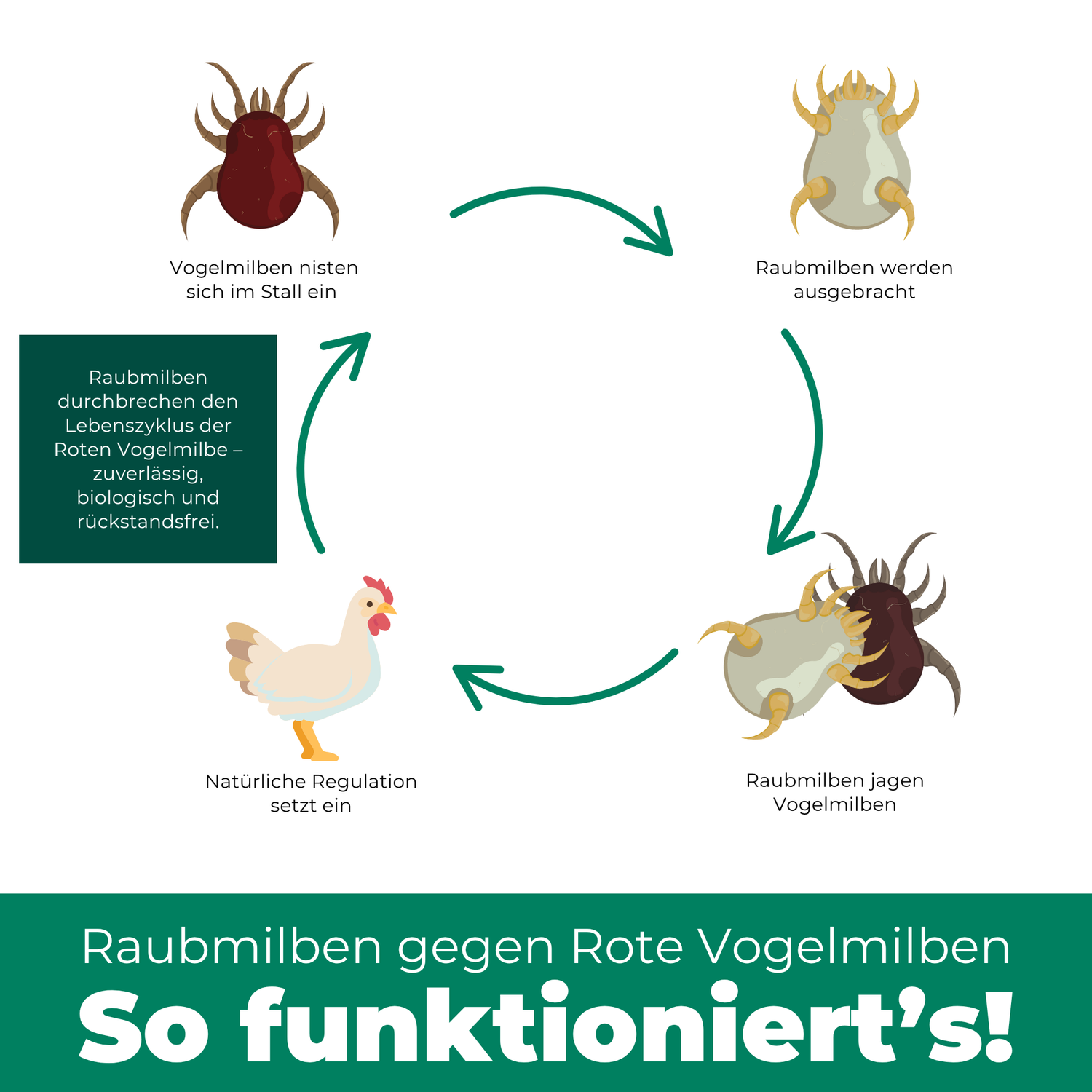 Raubmilben gegen Rote Vogelmilben - Silberkraft