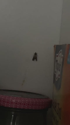 Suszona ćma owocowa