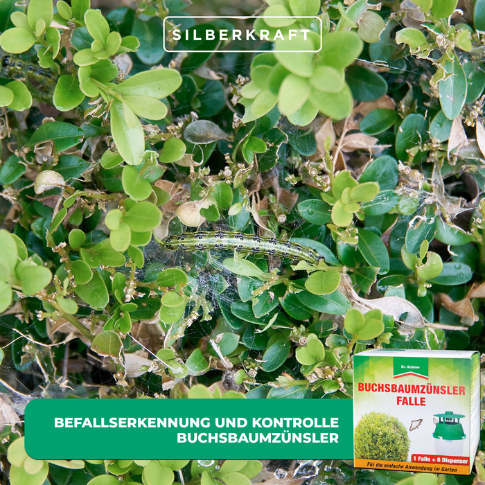 Buchsbaumzünsler-Falle: Rechtzeitige Befallserkennung und zuverlässige Schädlingsüberwachung - Silberkraft