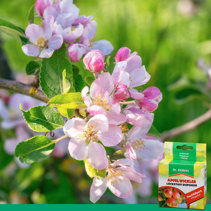 Apfelwickler Pheromon-Lockstoff Nachfüllpack: Effektiver Schutz für Obstbäume - Silberkraft