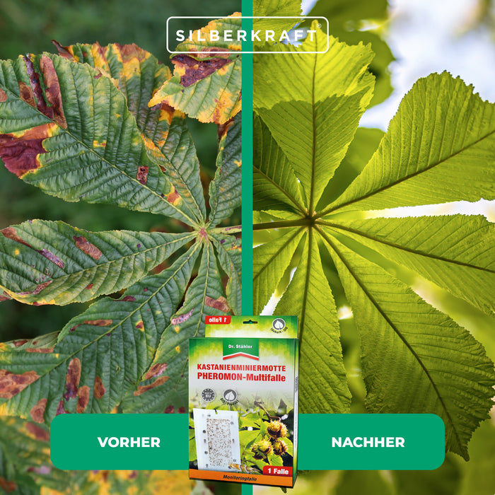 Effektive Kastanienminiermotten-Pheromon-Multifalle für alle Kastanienarten - Silberkraft
