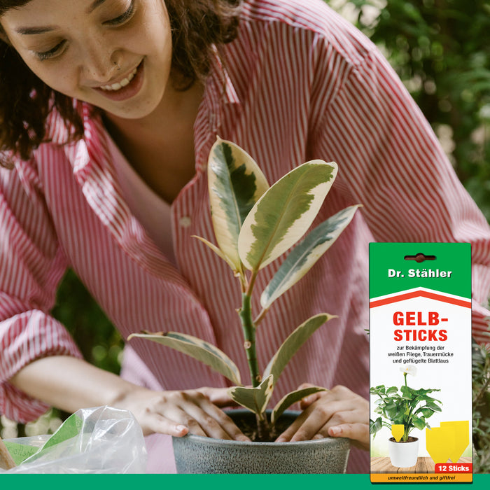 Effektive Gelbsticks zur Bekämpfung fliegender Insekten wie die weiße Fliege, Trauermücke & Blattlaus - Silberkraft