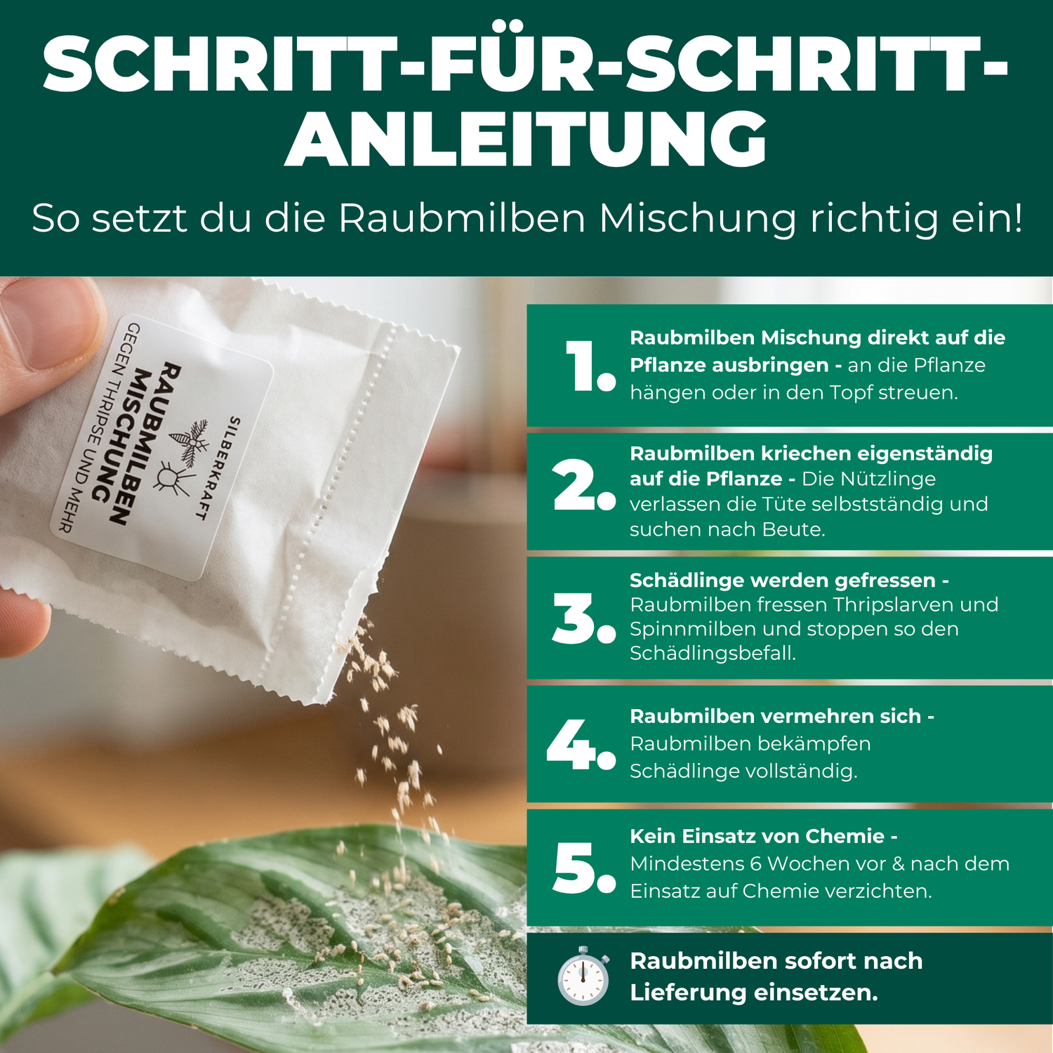 Schritt-für-Schritt-Anleitung zur Anwendung der Raubmilben Mischung an der Zimmerpflanze gegen Thripse und Spinnmilben