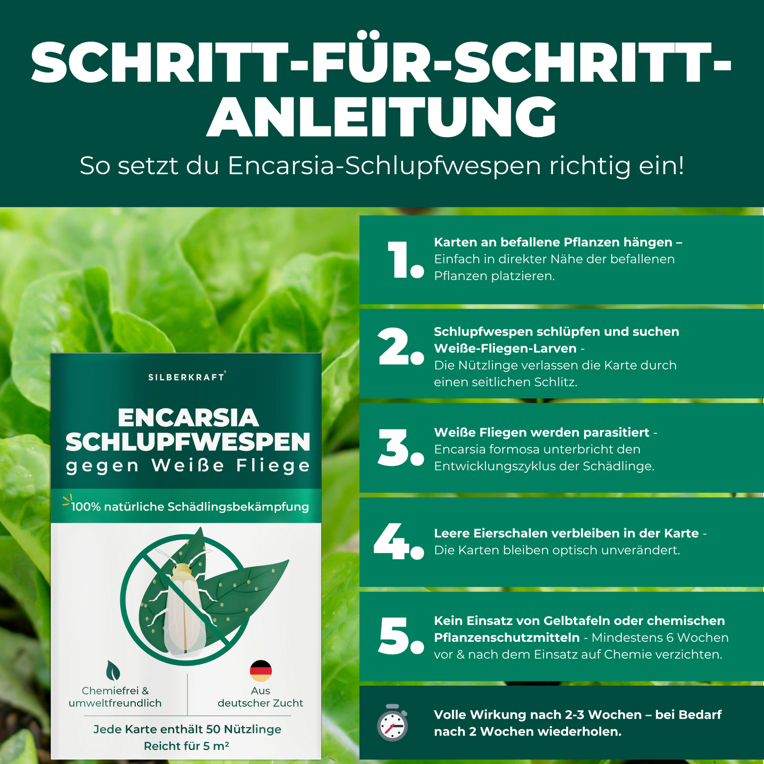 Ein frischer und grüner Salat ist im Hintergrund. Im Vordergrund ist die Verpackung des Produktes Schlupfwespen gegen Weiße Fliegen. 