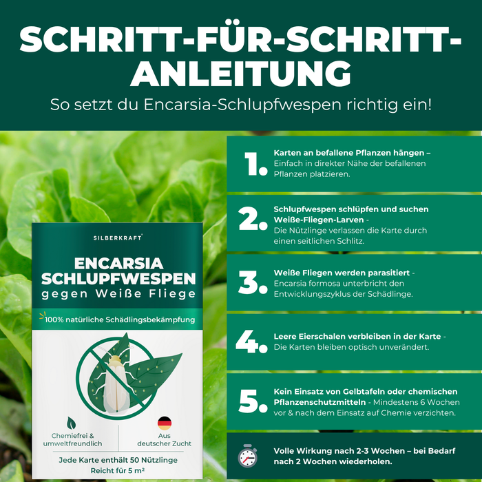 W tle świeża i zielona sałatka. Na pierwszym planie opakowanie produktu pasożytnicze osy przeciwko mączlikom.