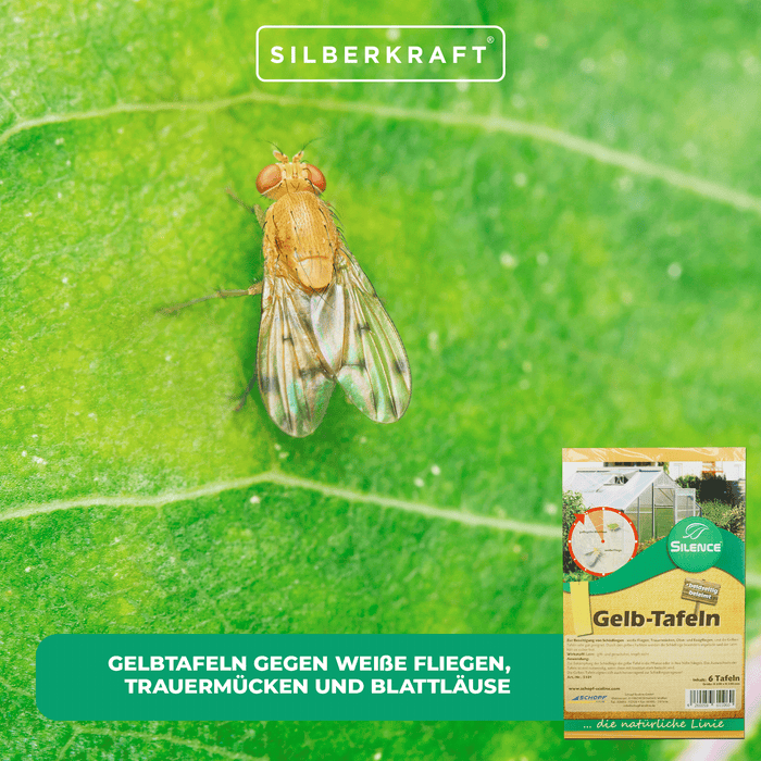 Silence Gelbtafeln: Effektive Lösung gegen weiße Fliegen, Trauermücken, Obst- und Essigfliegen - Silberkraft