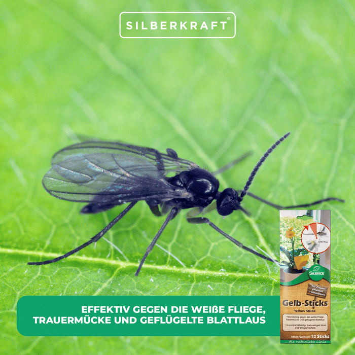 Silence Gelb-Sticks: Effektives Monitoring gegen die weiße Fliege, Trauermücke und Blattlaus - Silberkraft