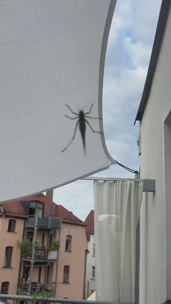 Koń z zielonego siana