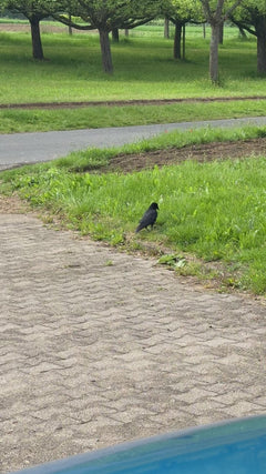wieża