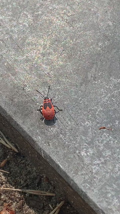 Firebug – Brunszwik