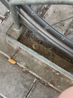 Chrząszcz ogrodowy – Offenbach am Main