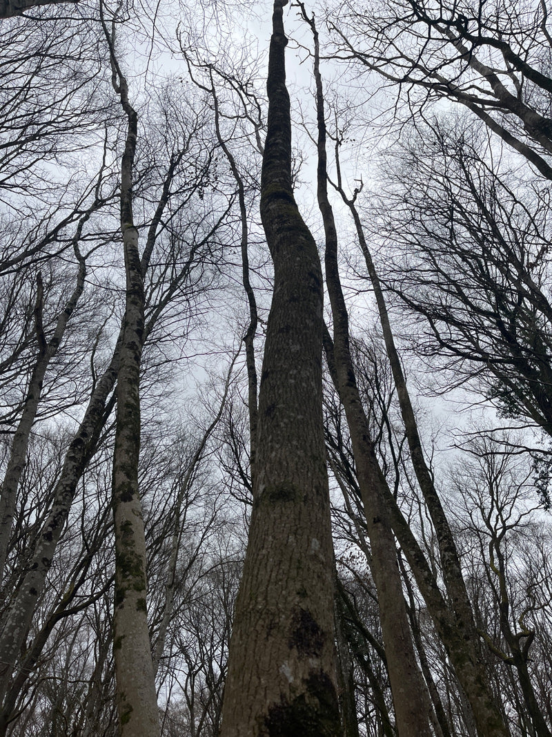 Buk europejski — Bild 3