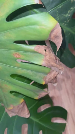 Monstera
