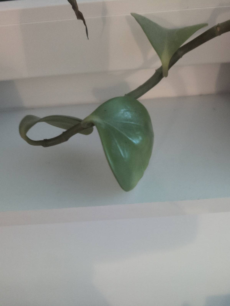 kwiat woskowy — Bild 1