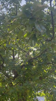 jabłoń