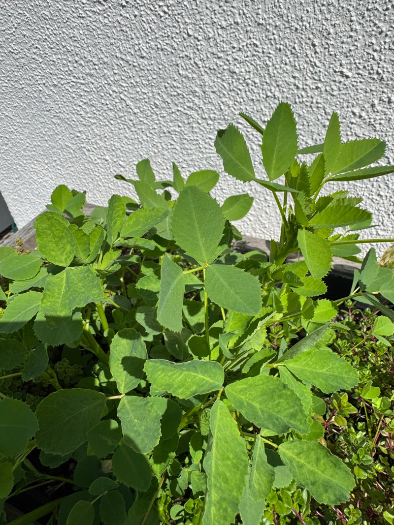 Kozieradka — Bild 1