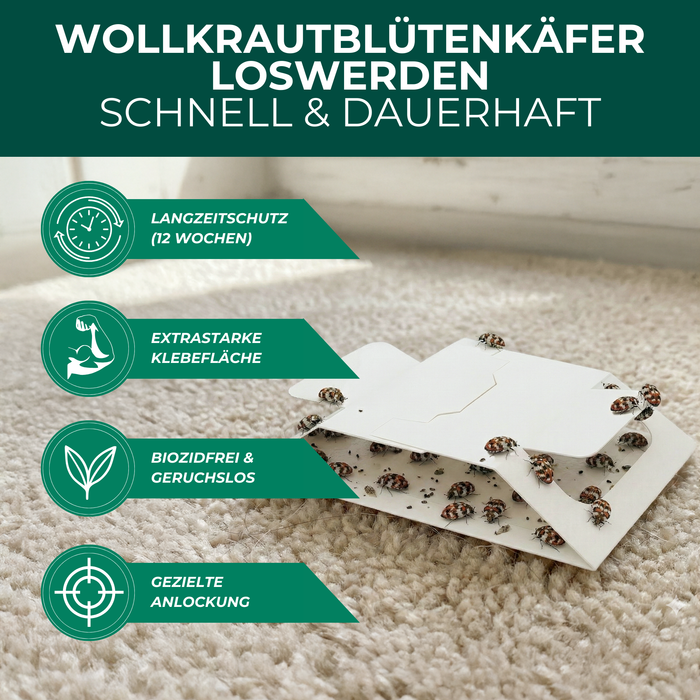 Wollkrautblütenkäferfalle mit Spezial-Lockstoff - Silberkraft