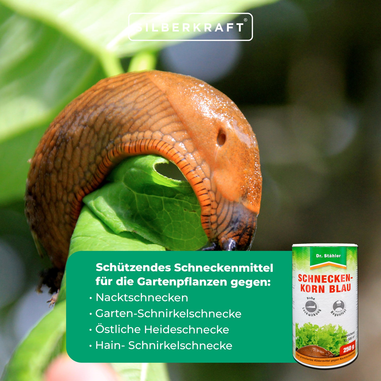 Schneckenkorn blau: Schützendes Schneckenmittel für die Gartenpflanzen - Silberkraft