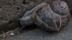 Łaciasty rzymski ślimak