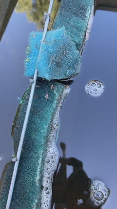 Chironomid