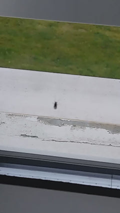 Chironomid