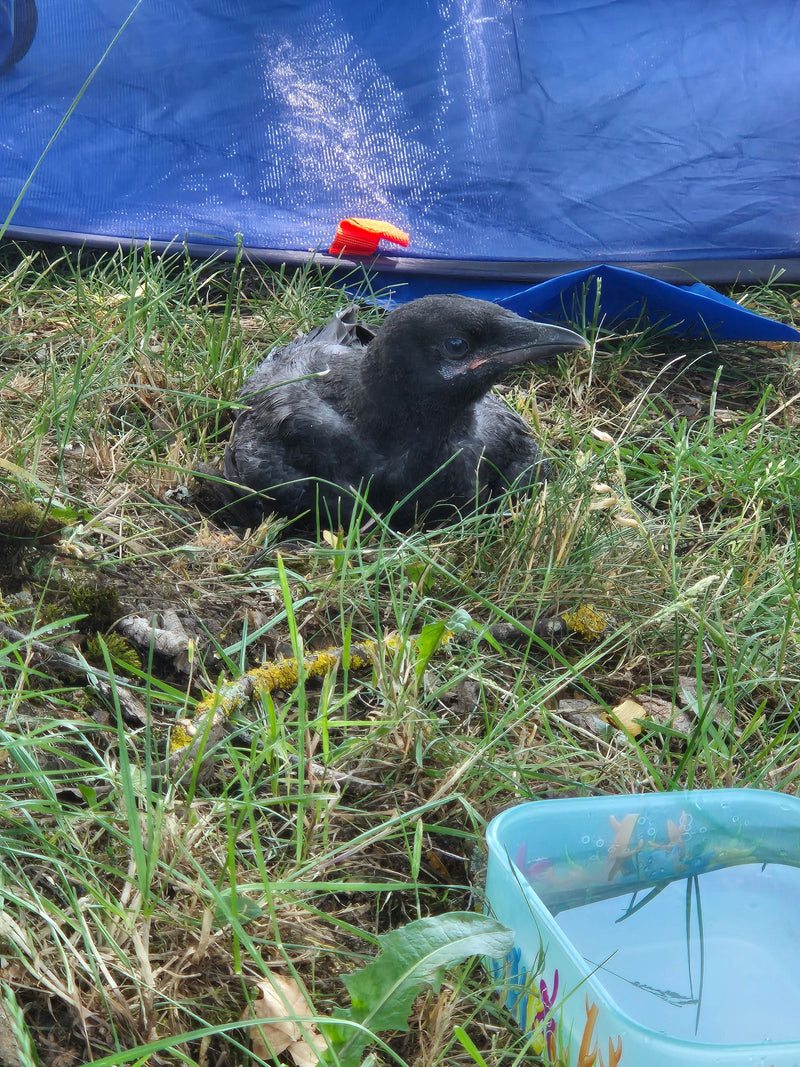 Młoda wrona czarna siedzi w wysokiej trawie na ziemi. W tle widać niebieską plandekę.