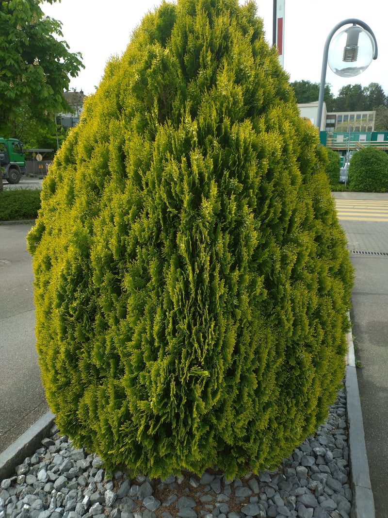 Widoczny jest dobrze rozwinięty, stożkowaty żywotnik zachodni (Thuja occidentalis) na utwardzonym placu. Krzew rośnie na rabancie z ozdobnego żwiru.