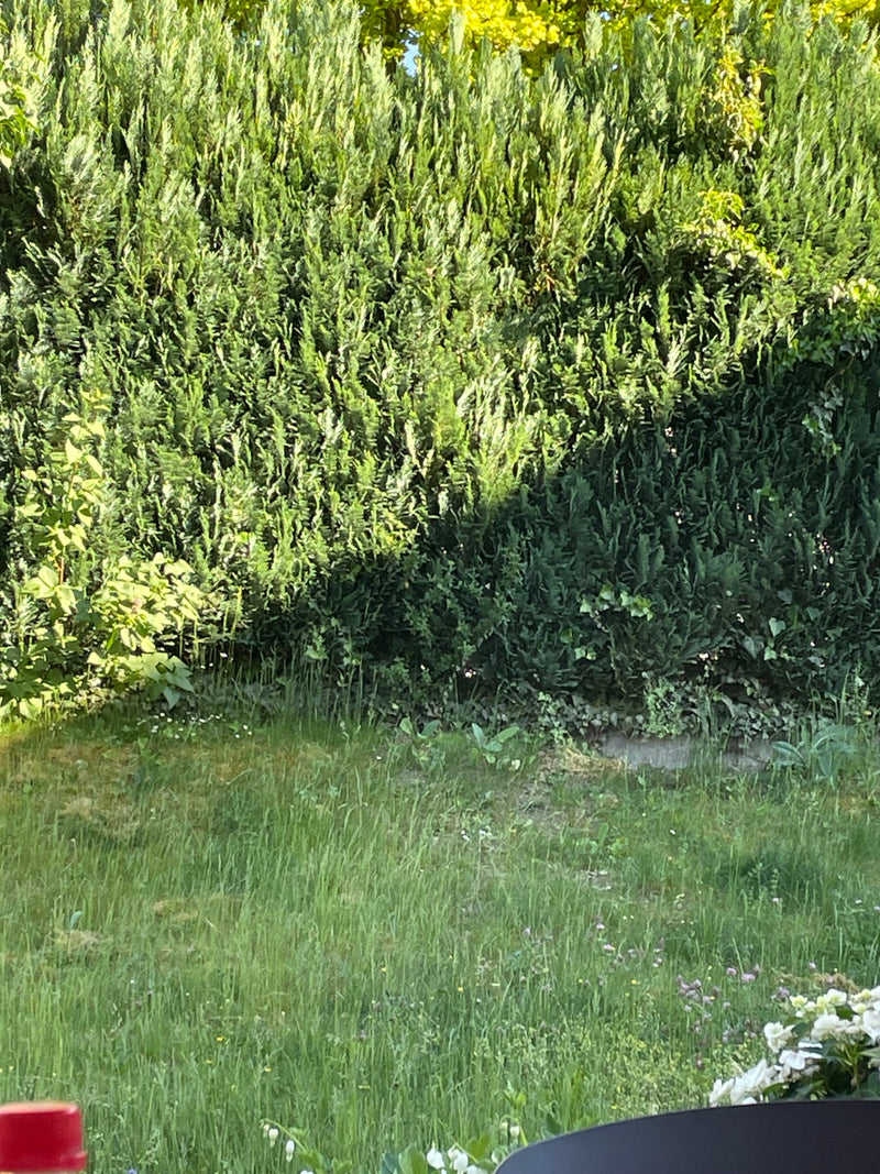 Widoczny jest gęsty żywopłot z Thuja occidentalis, rosnący jako zielona ściana w ogrodzie. Igły o łuskowatym kształcie tworzą gęstą, krzaczastą koronę.