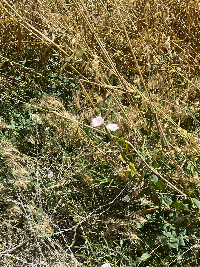 Powój polny — Bild 1