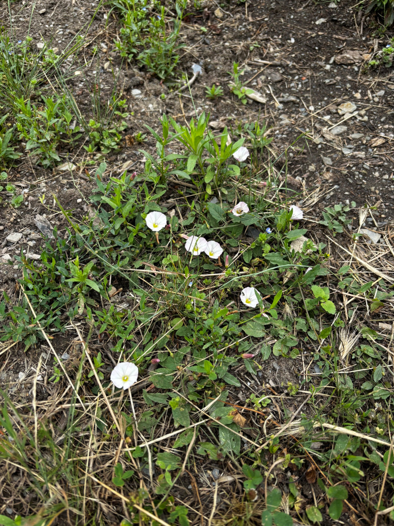 Powój polny — Bild 2